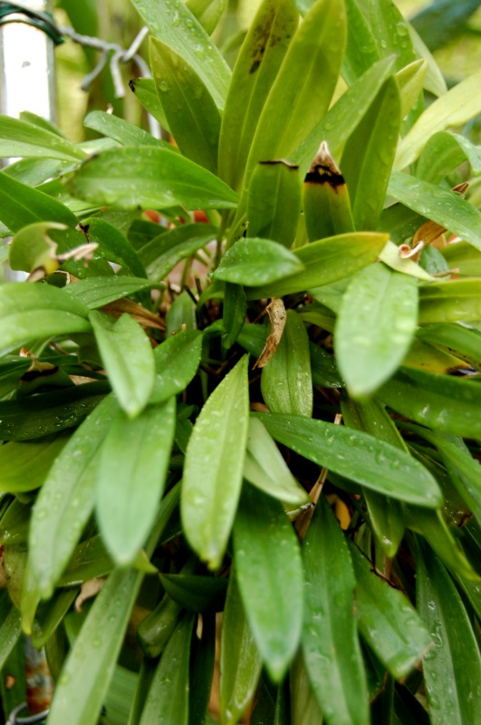 Masdevallia Copper Angel